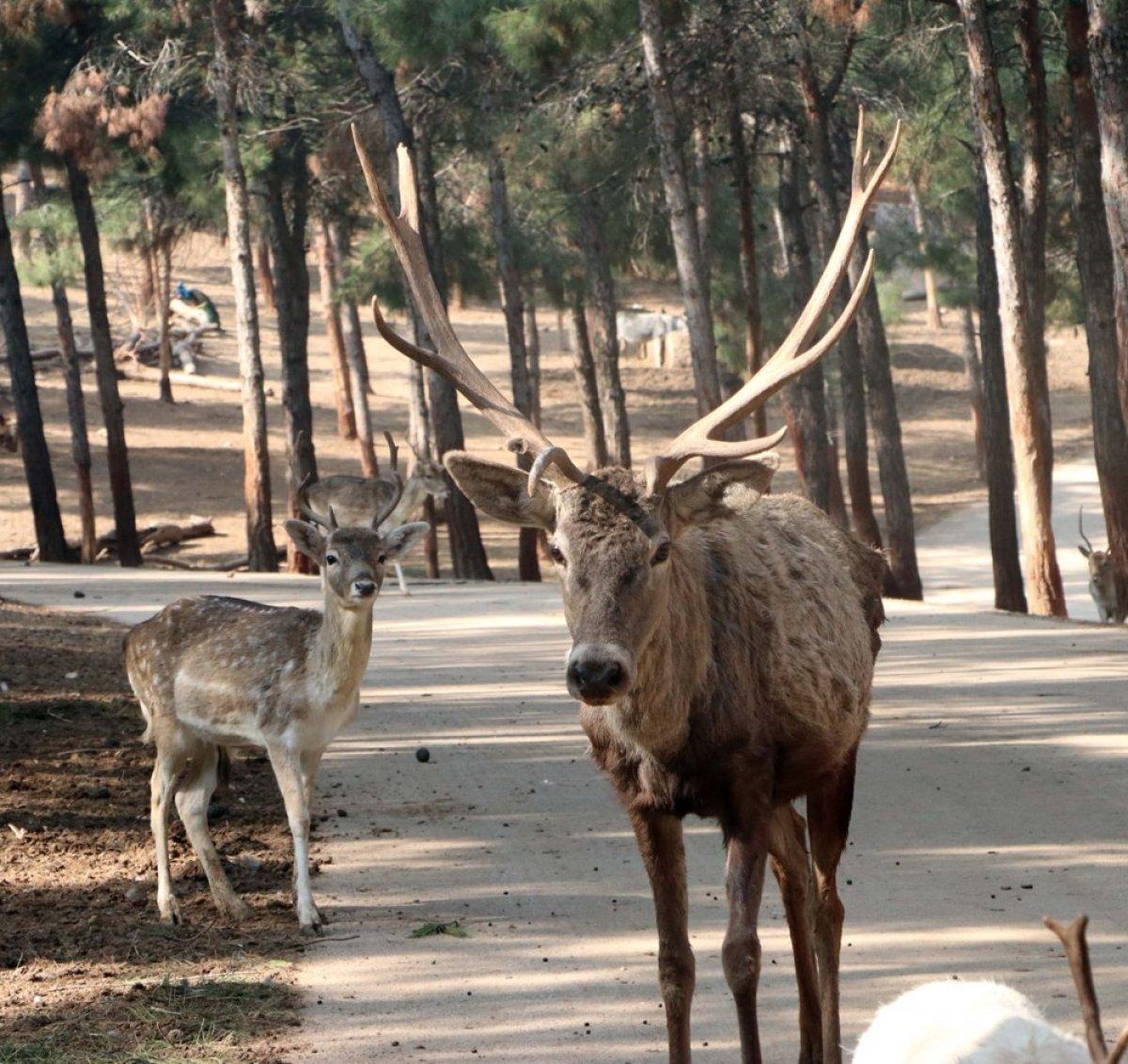Türkiye'nin ilk ve tek safari parkı Gaziantep'te