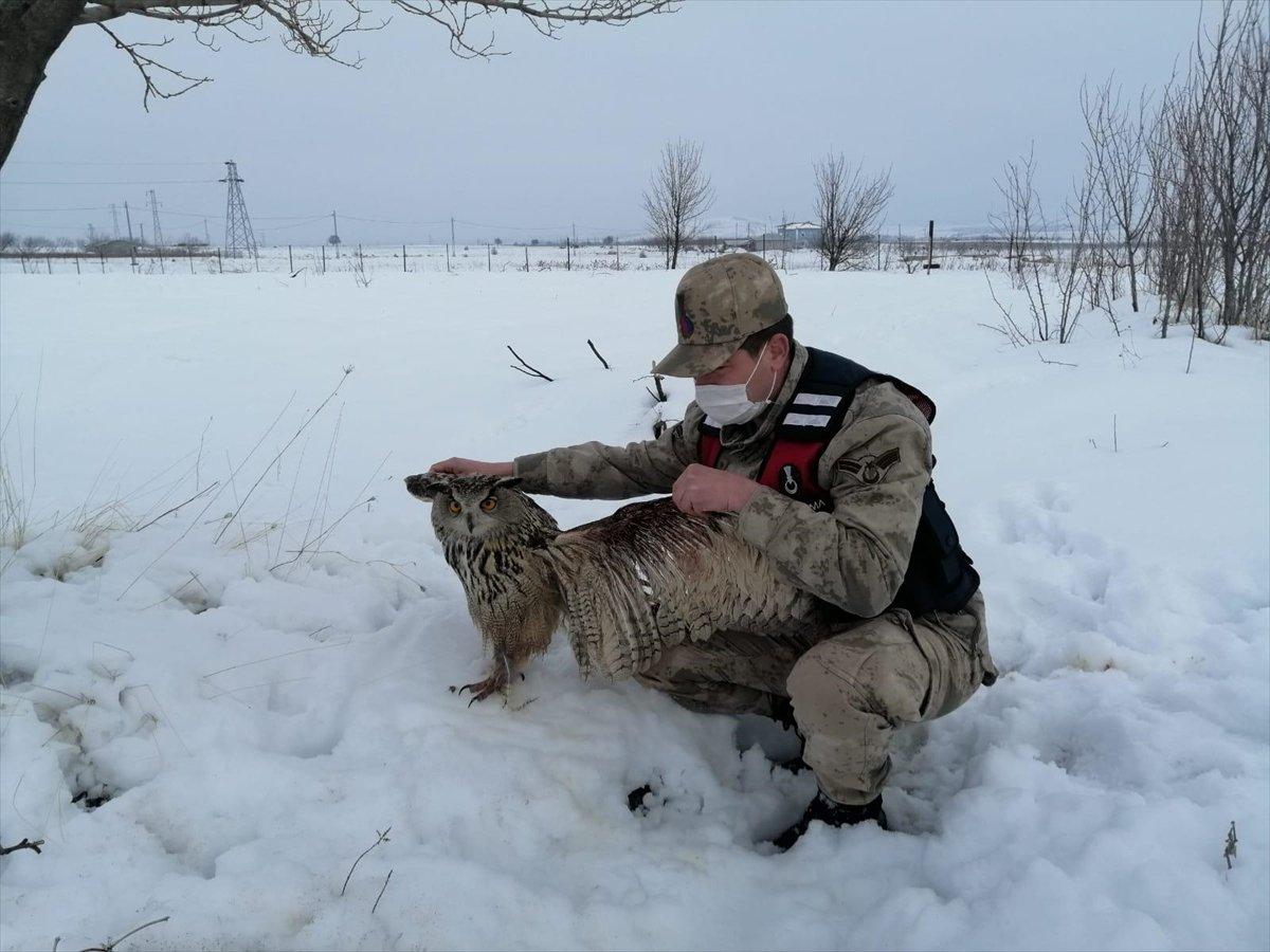 Malatya'da jandarma yaralı puhu buldu