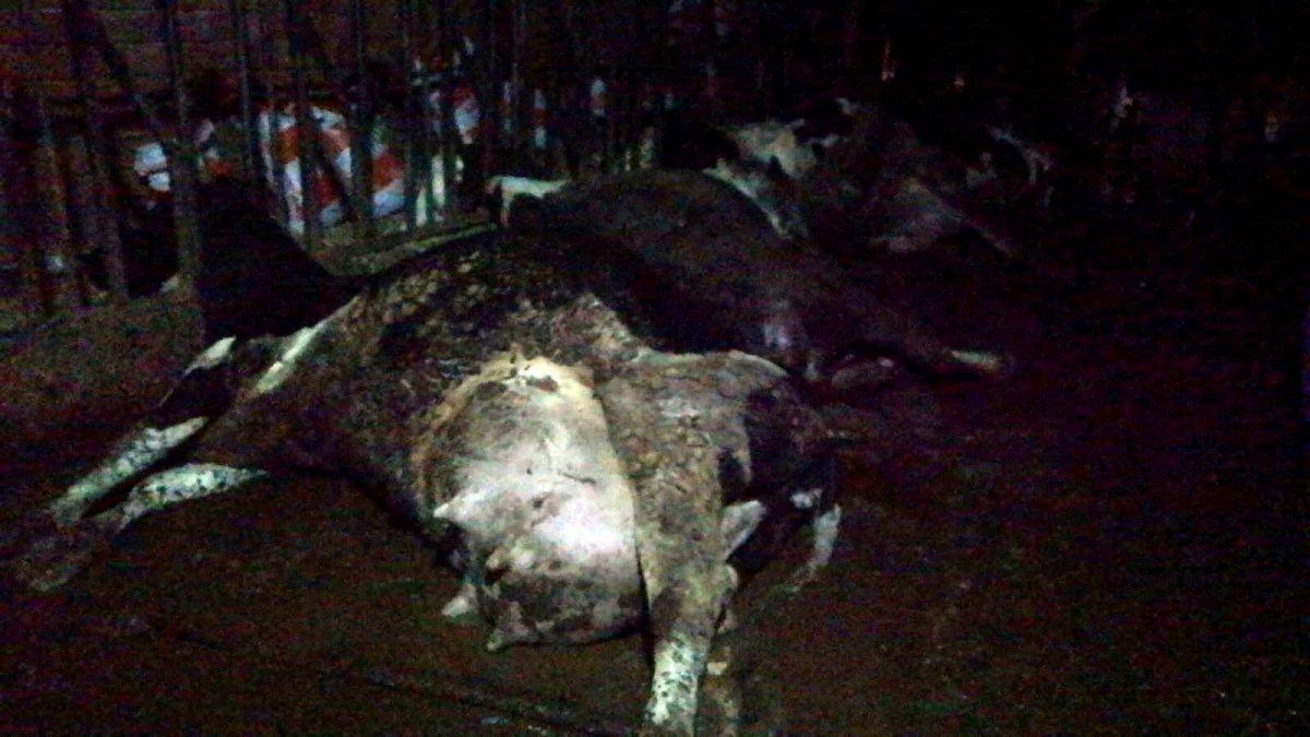 Çanakkale’de elektrik çarpan inekler telef oldu