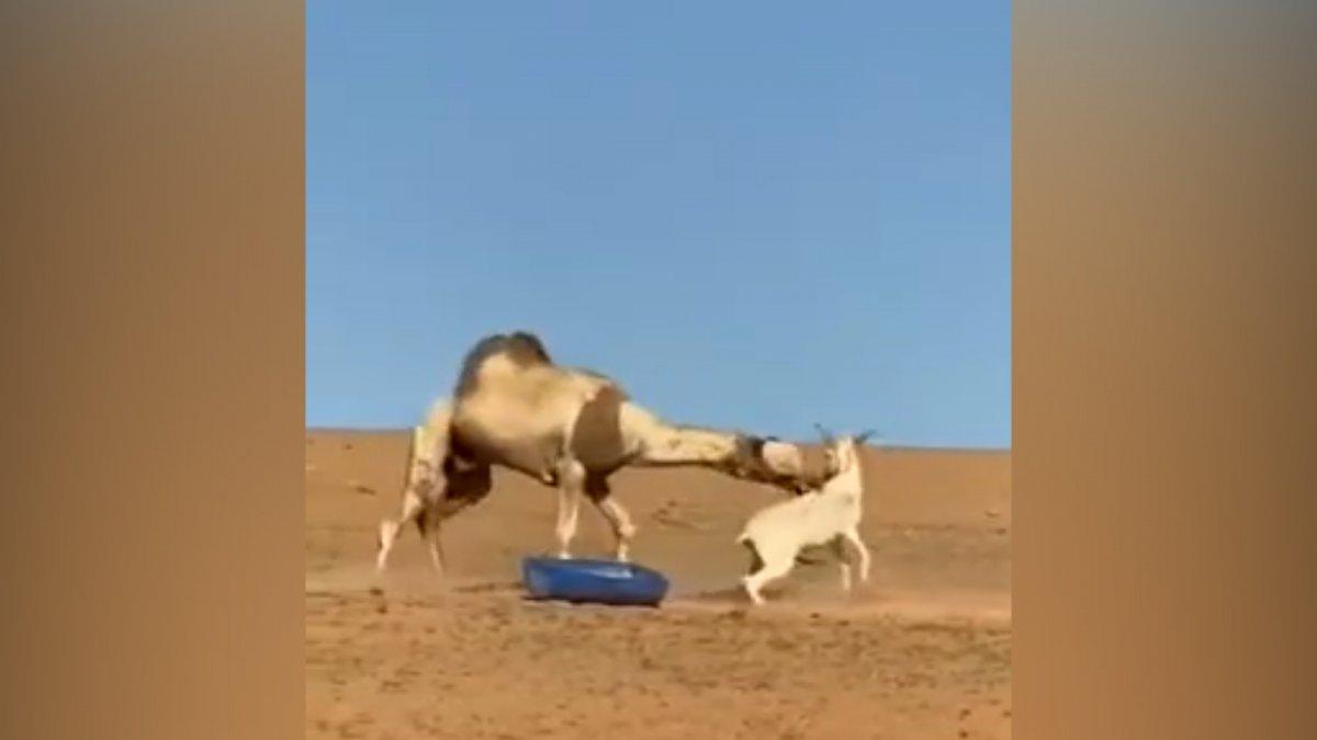 Eşeğe hayatının dersini veren deve