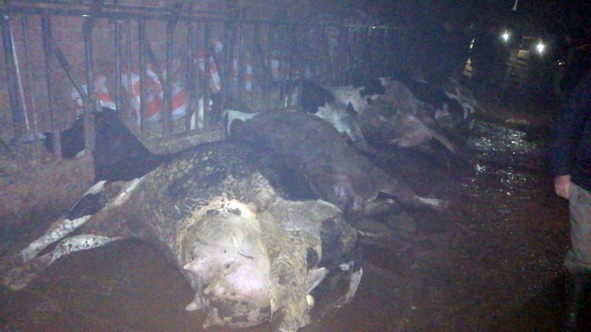 Çanakkale’de elektrik çarpan inekler telef oldu