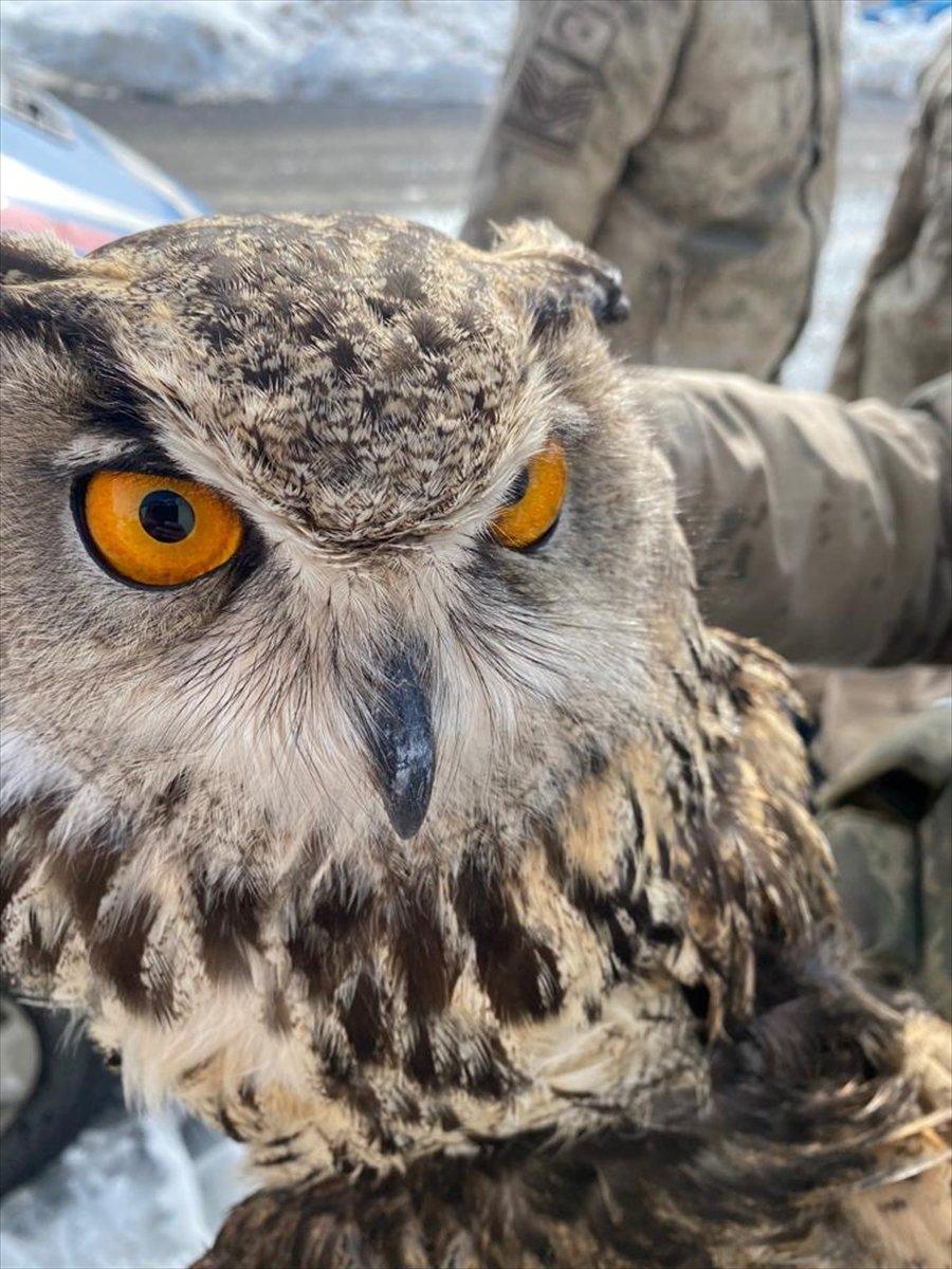 Malatya'da jandarma yaralı puhu buldu