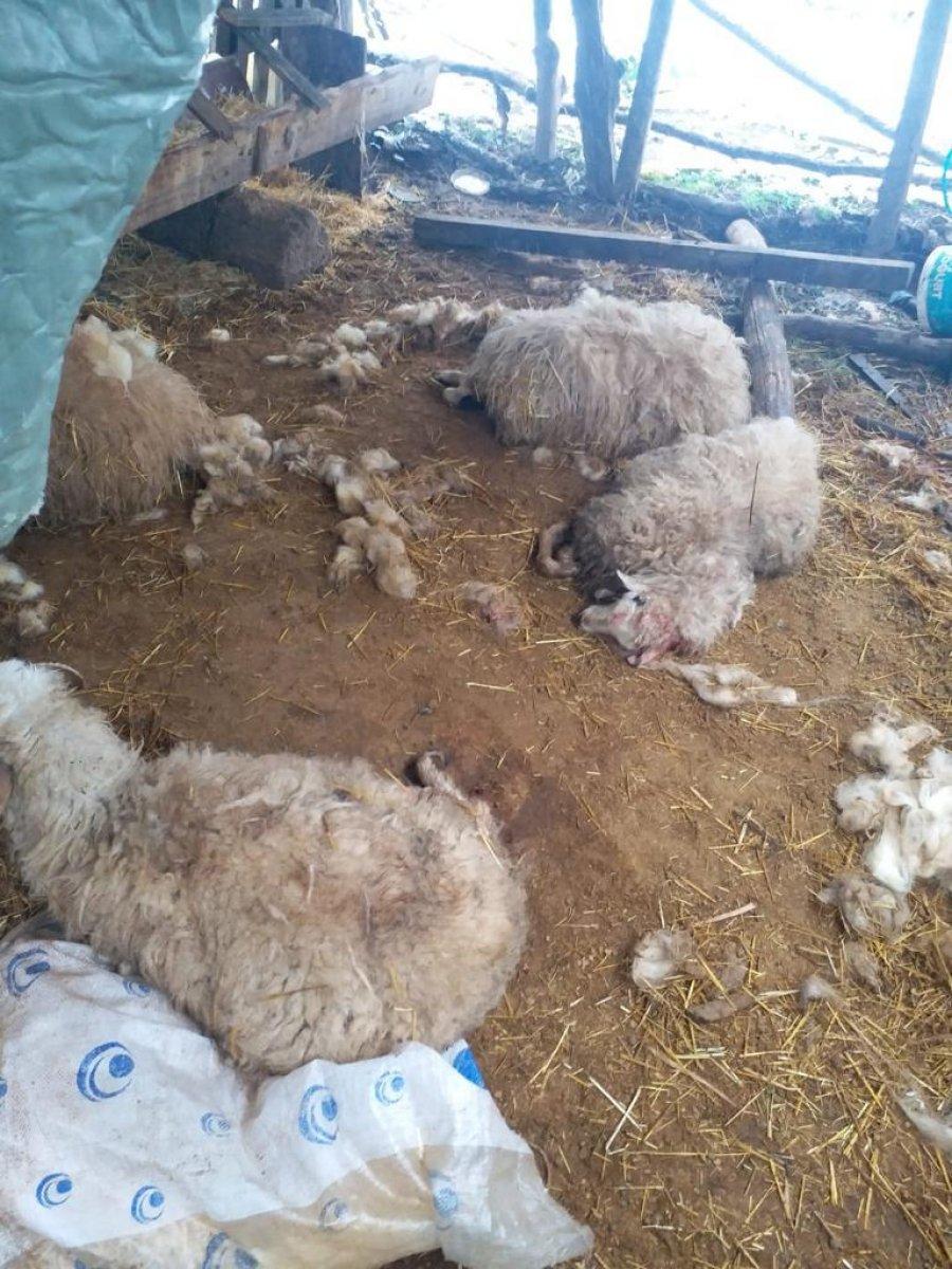 Düzce'de köye inen kurtlar, 13 koyunu parçaladı