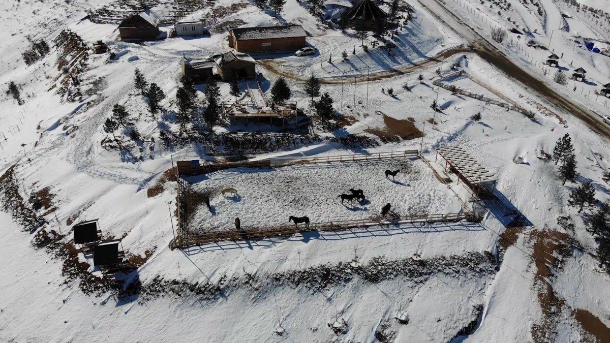 Kırıkkale'nin Dinek Dağı'nda atlar kar banyosu yaptı