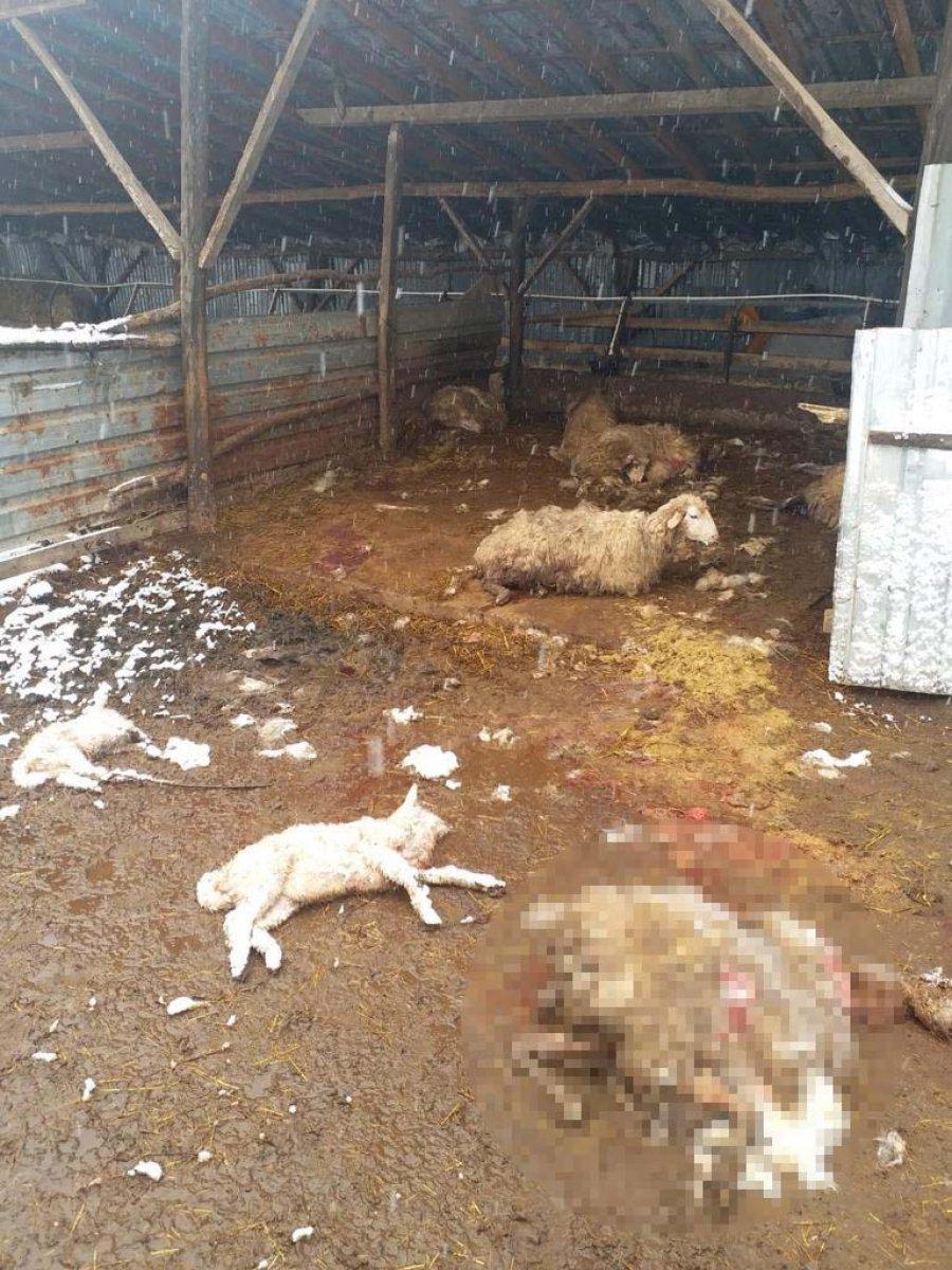 Düzce'de köye inen kurtlar, 13 koyunu parçaladı