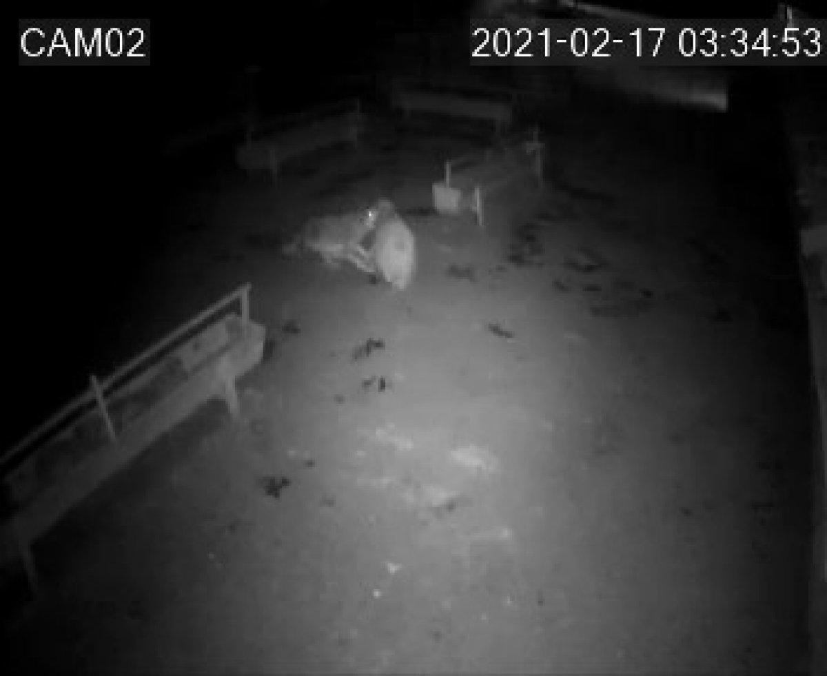 Denizli'de aç kalan kurt ağıldaki koyunlara saldırdı