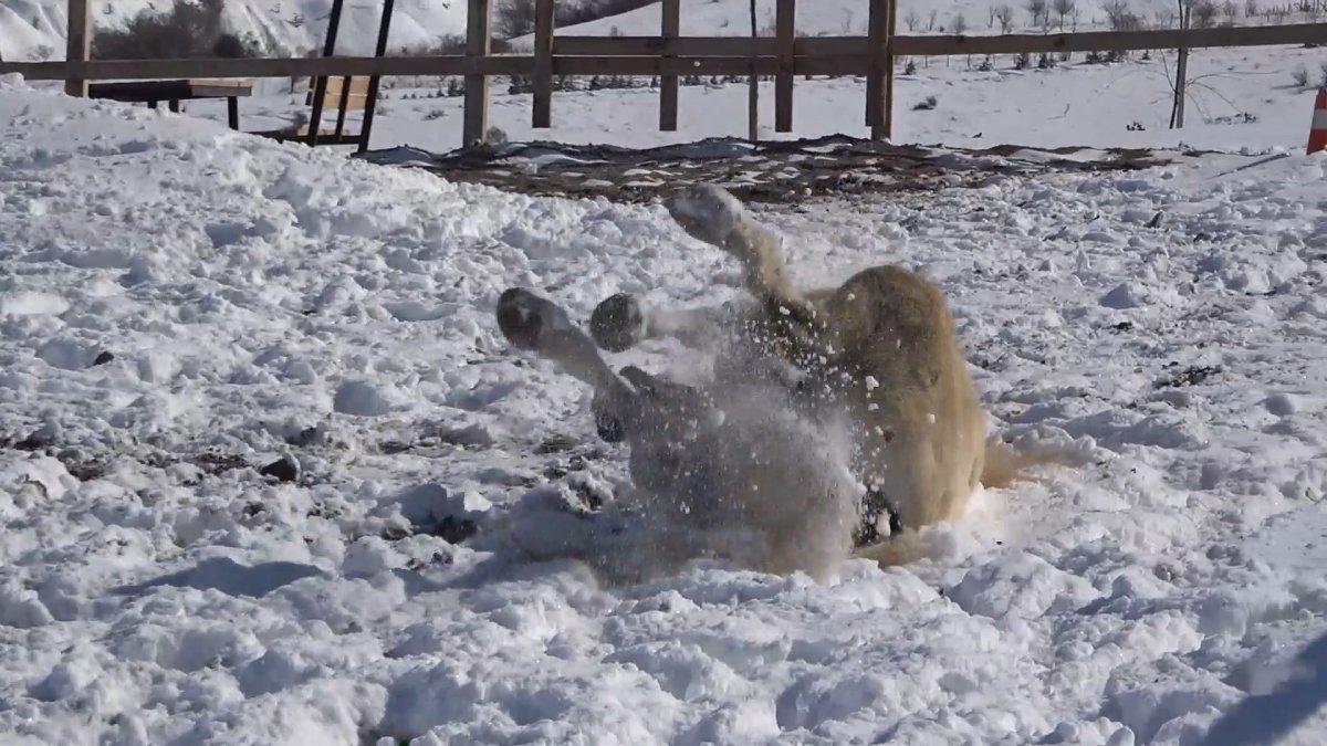 Kırıkkale'nin Dinek Dağı'nda atlar kar banyosu yaptı