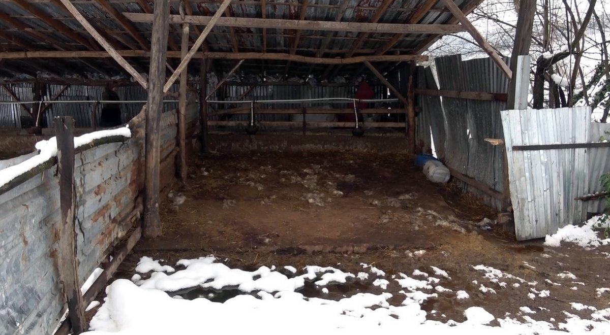 Düzce'de köye inen kurtlar, 13 koyunu parçaladı