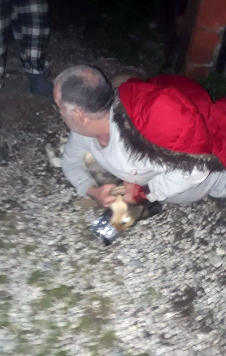 Kurt köpeğinin saldırısına uğrayan vatandaşı jandarma kurtardı