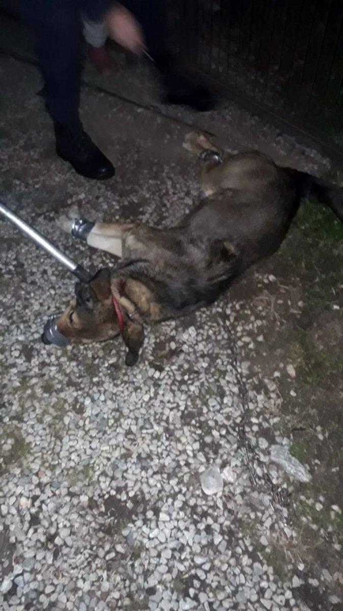 Kurt köpeğinin saldırısına uğrayan vatandaşı jandarma kurtardı