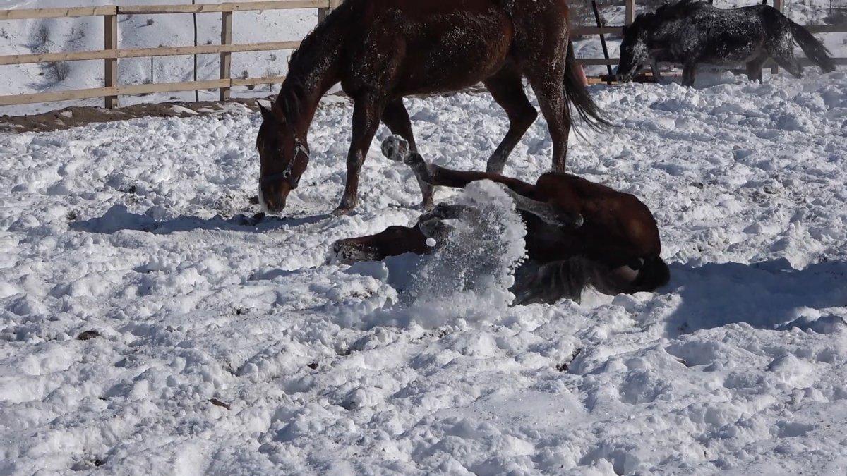 Kırıkkale'nin Dinek Dağı'nda atlar kar banyosu yaptı