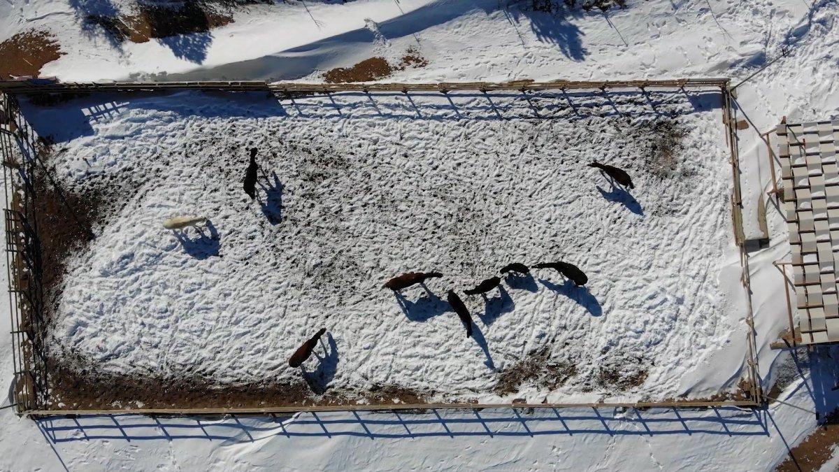 Kırıkkale'nin Dinek Dağı'nda atlar kar banyosu yaptı