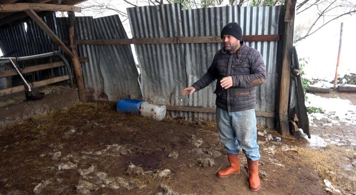 Düzce'de köye inen kurtlar, 13 koyunu parçaladı