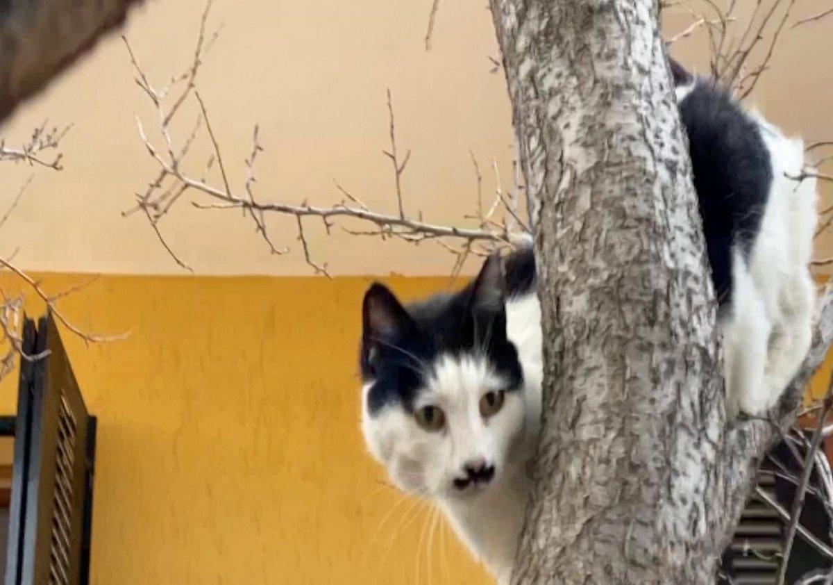 Aydın'da yazlık evde mahsur kalan kedi kurtarıldı