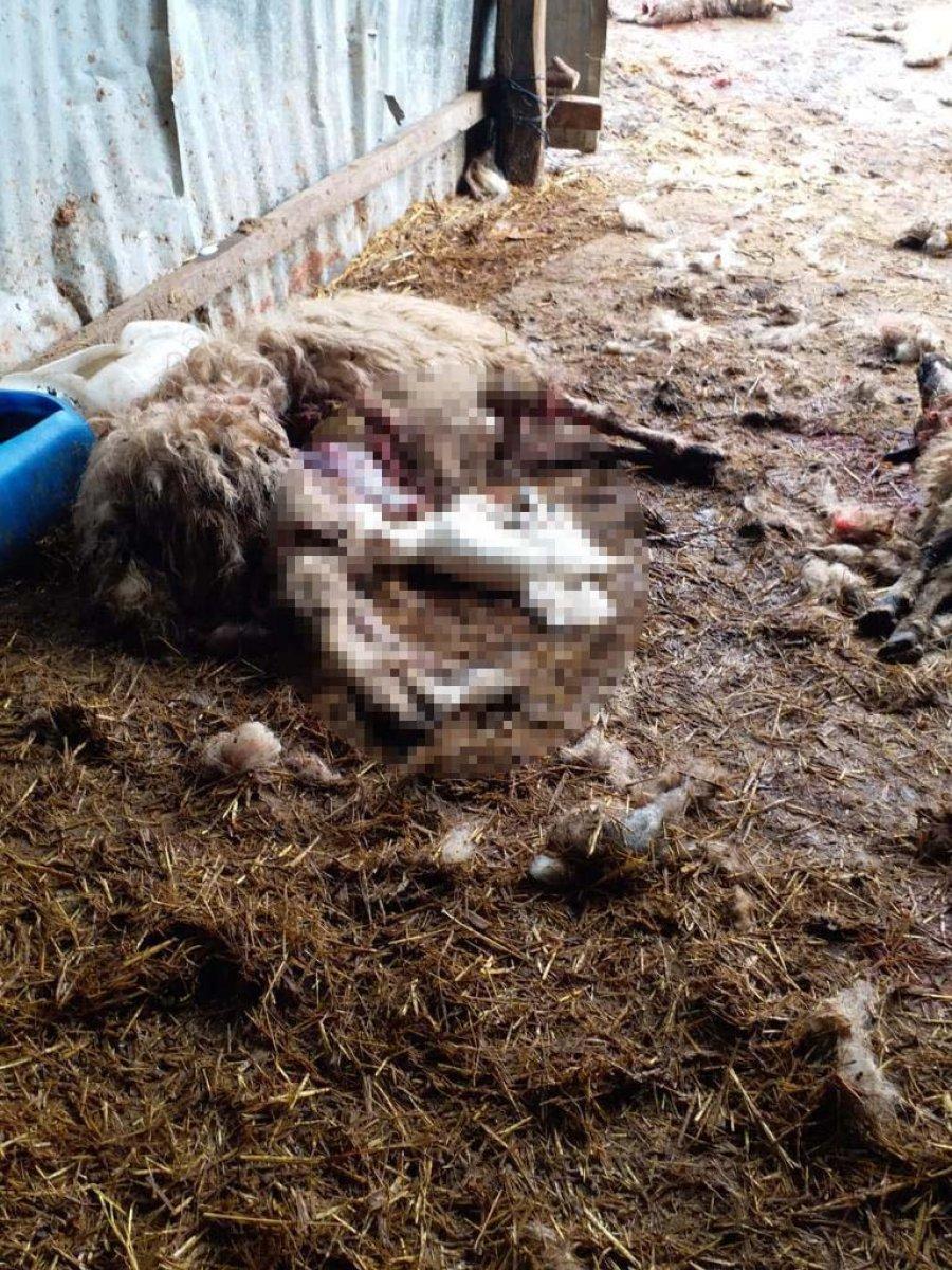 Düzce'de köye inen kurtlar, 13 koyunu parçaladı