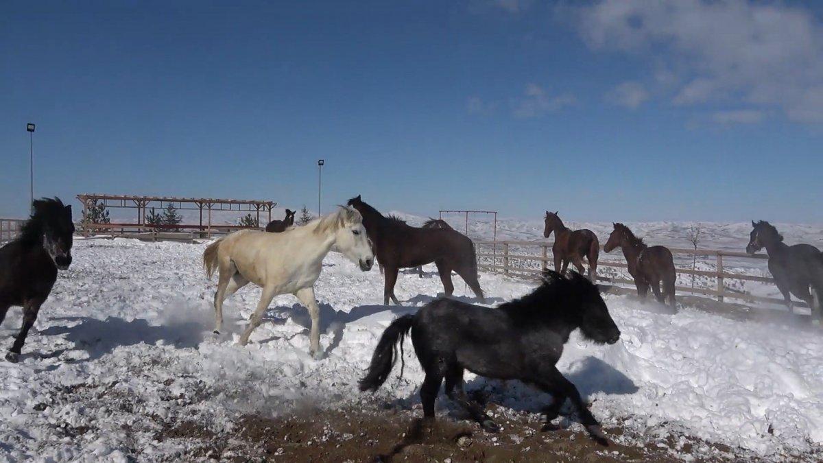 Kırıkkale'nin Dinek Dağı'nda atlar kar banyosu yaptı