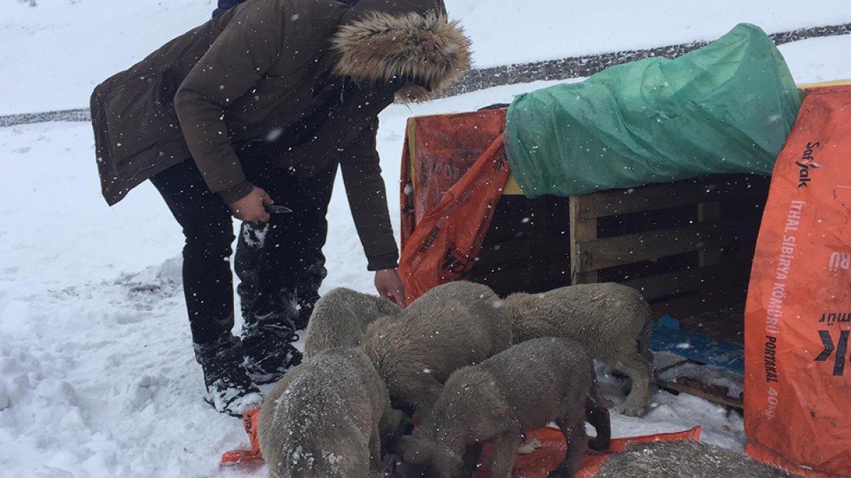 Bingöl'de yol kenarındaki yavru köpekler için kulübe yaptılar