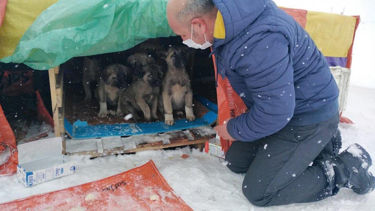 Bingöl'de yol kenarındaki yavru köpekler için kulübe yaptılar