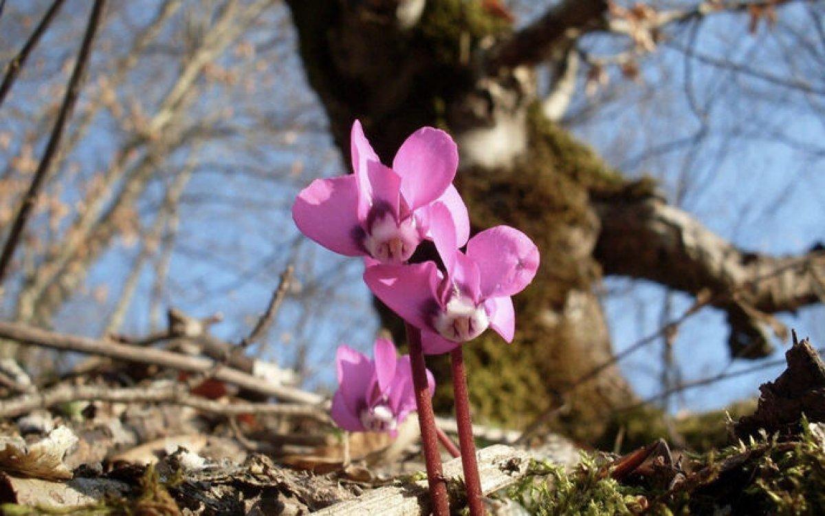 İlk cemre nereye düştü? İkinci cemre ne zaman düşecek? 2021 cemre düşme tarihleri..