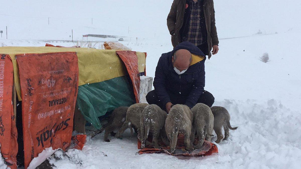Bingöl'de yol kenarındaki yavru köpekler için kulübe yaptılar