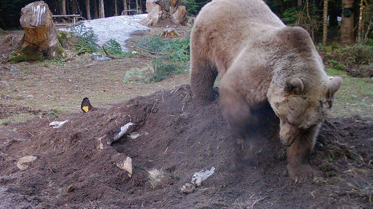 Bursa’da bir çiftçinin ölen ineği yaban hayvanlarına verildi