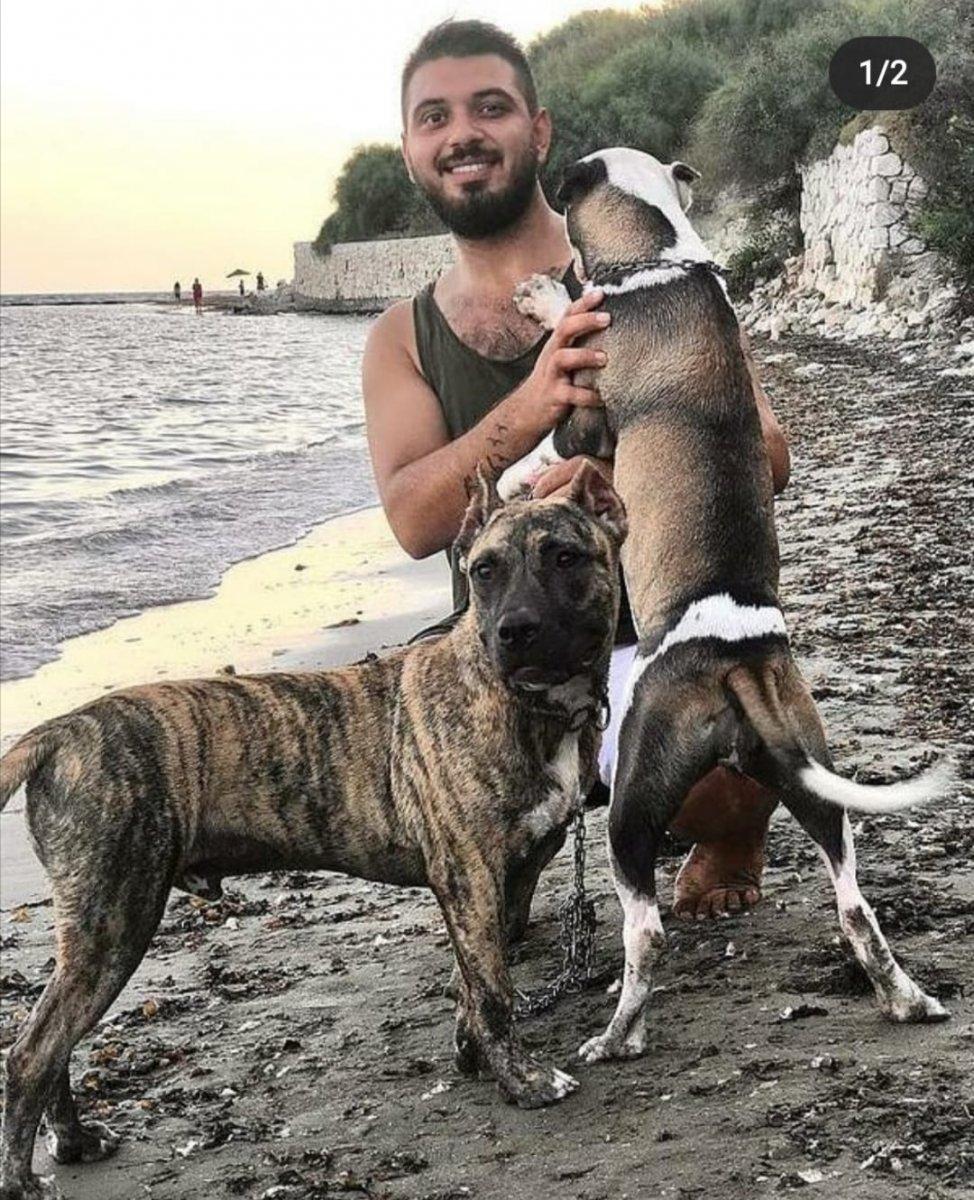 Adana’da sokak köpeğine saldıran pitbullların sahibine ceza