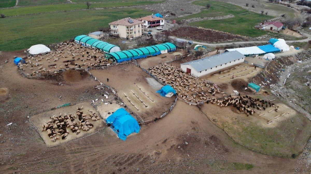 Elazığ'da yüzlerce kuzunun annesine kavuşma anı