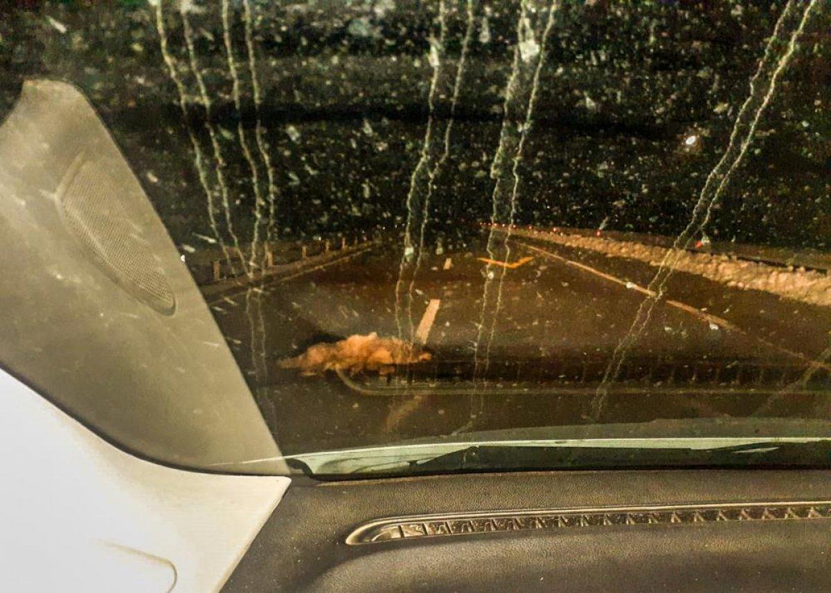 Ardahan'da yaralı kurt donmaktan kurtarıldı