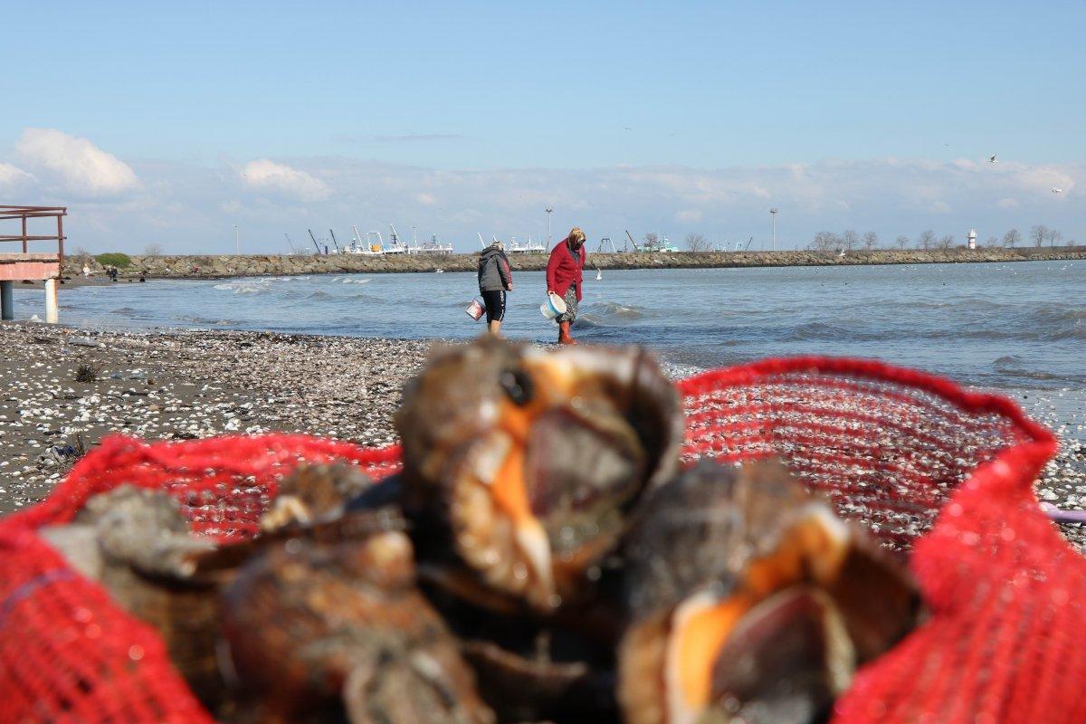 Samsun'da kıyıya vuran salyangozlar ekmek kapısı oldu