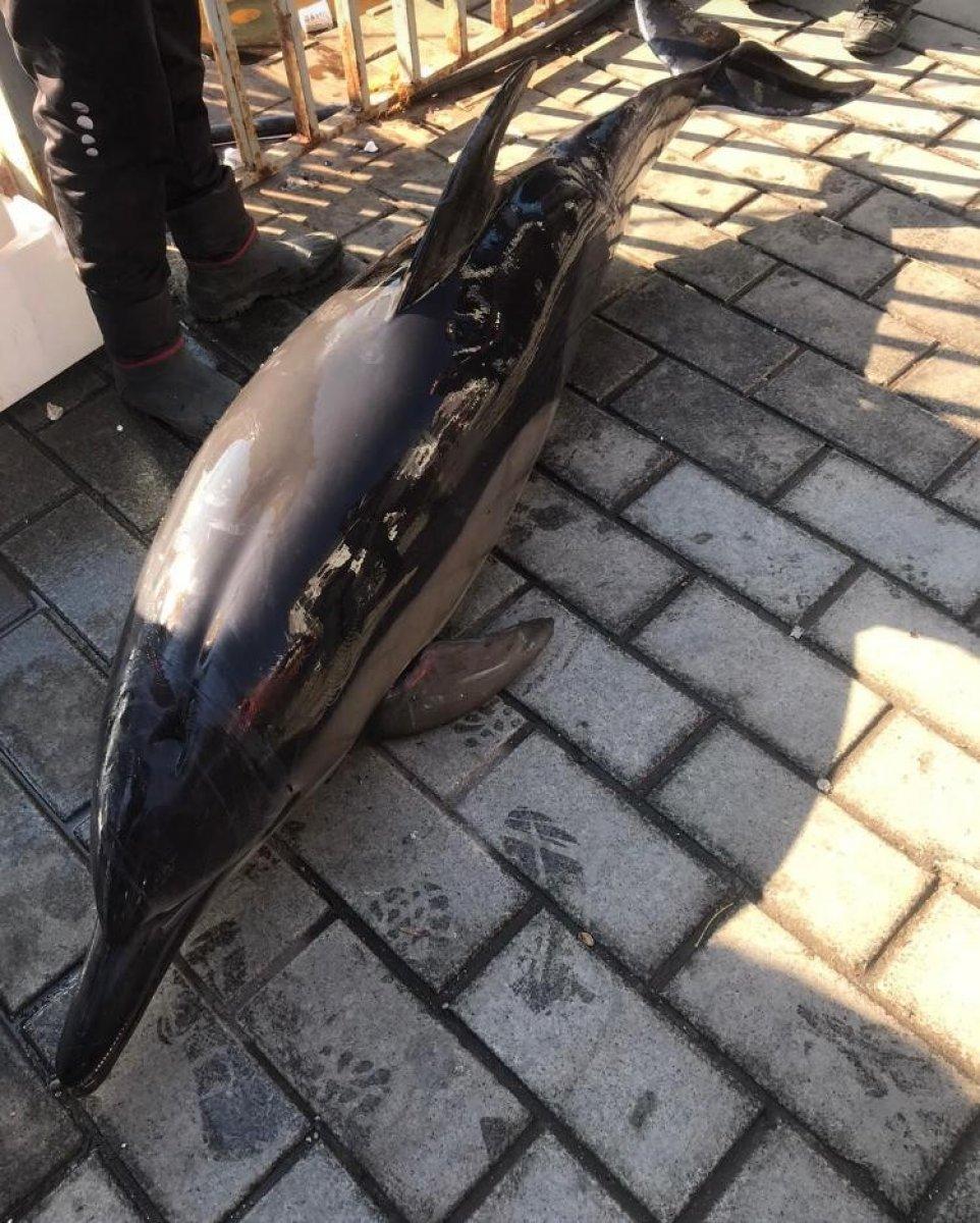 İstanbul'da ölü yunus karaya vurdu