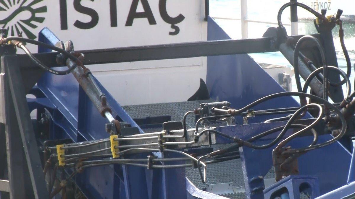 İstanbul'da ölü yunus karaya vurdu