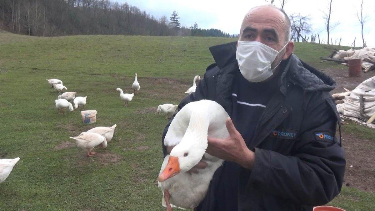 Bartın'daki girişimci, bütün gününü kazlarıyla konuşarak geçiriyor