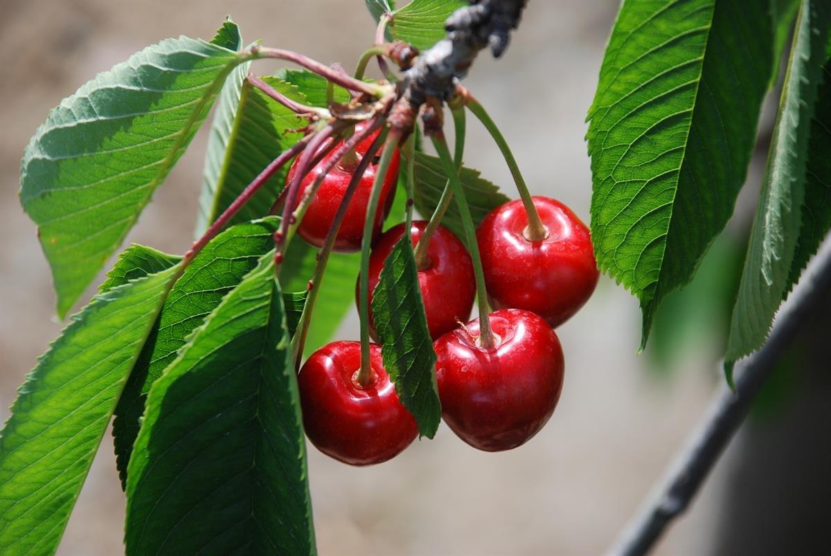 Diyabetliler için en iyi 7 meyve