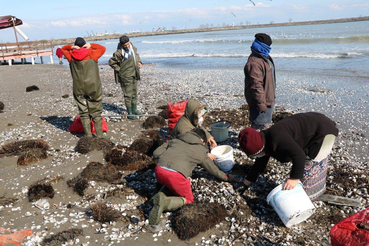 Samsun'da kıyıya vuran salyangozlar ekmek kapısı oldu