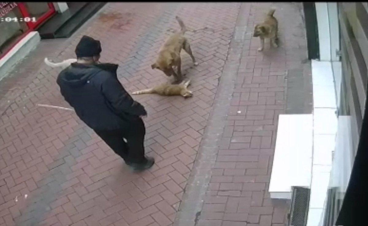 Balıkesir'de beslediği köpeklerine 20 kediyi boğdurttu