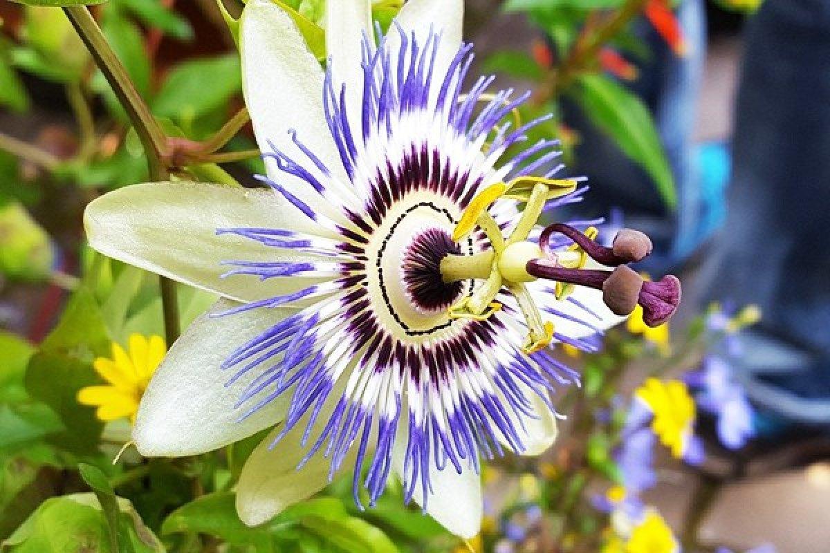 Passiflora ( Çarkıfelek bitkisi) nedir, faydaları nelerdir? Passiflora ne işe yarar?