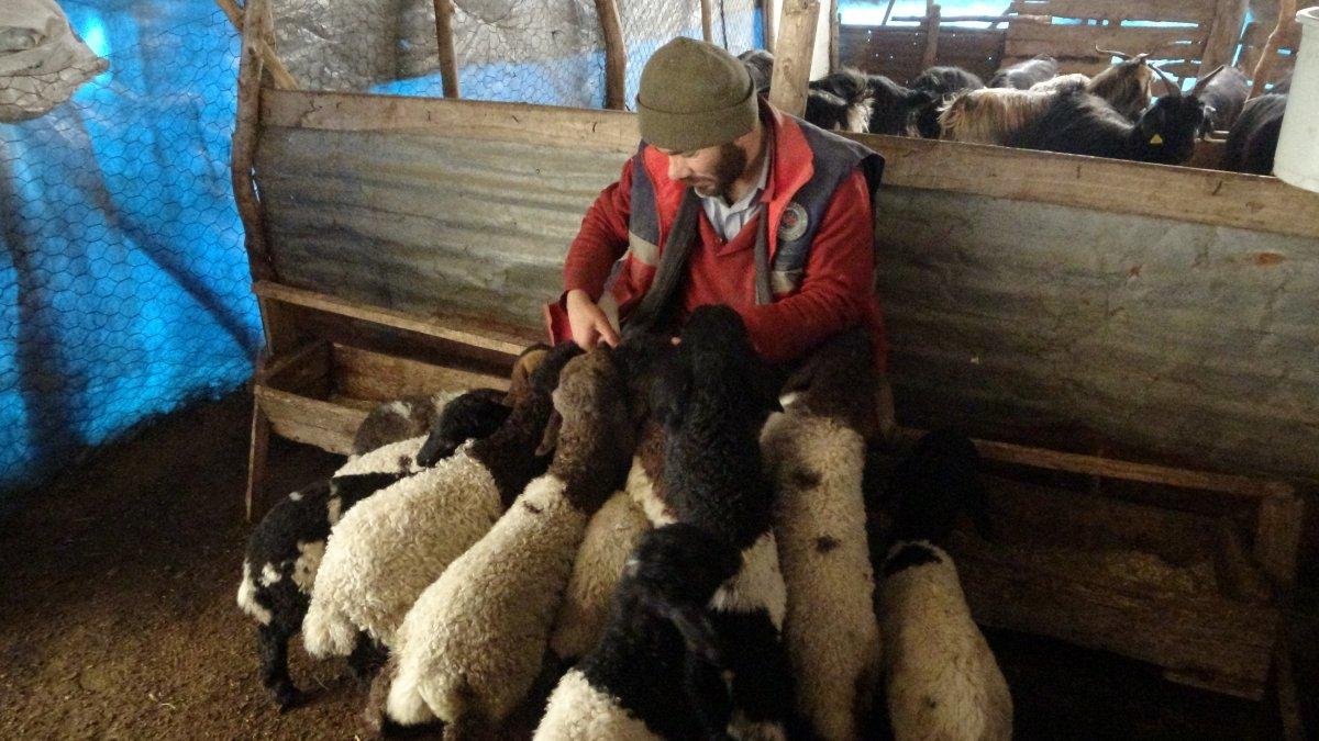 Muş'ta anneleri telef olan kuzular biberonla besleniyor