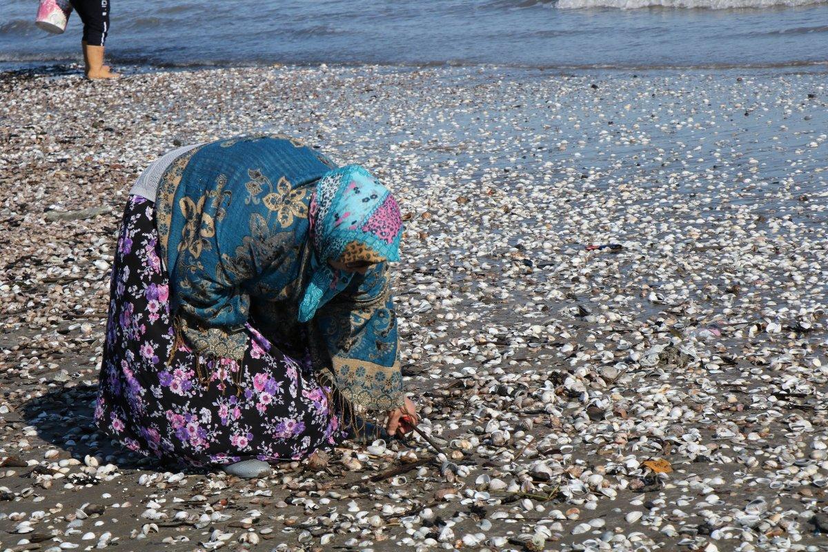 Samsun'da kıyıya vuran salyangozlar ekmek kapısı oldu