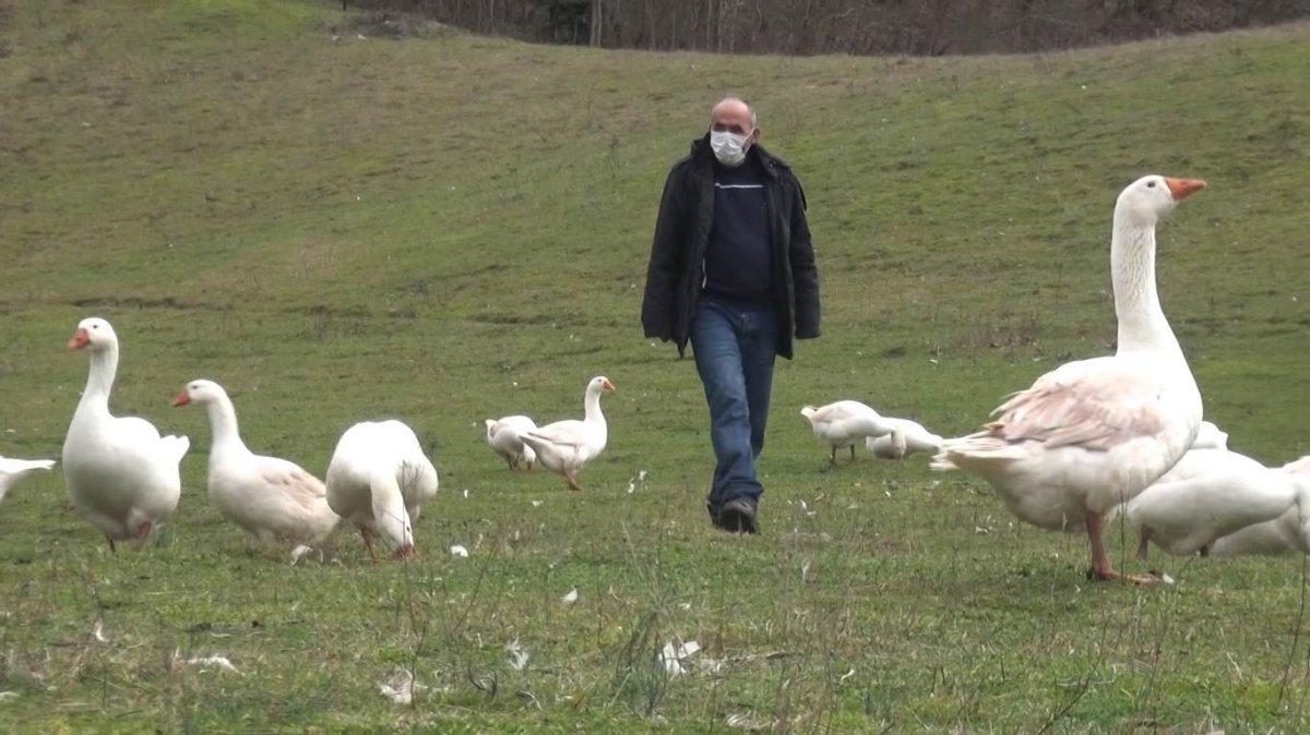 Bartın'daki girişimci, bütün gününü kazlarıyla konuşarak geçiriyor