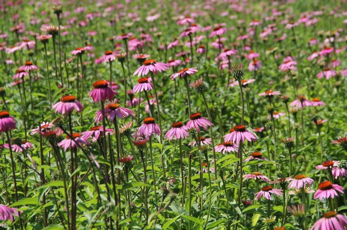Ekinezya (kirpi otu) nedir, nasıl tüketilir? Ekinezyanın faydaları nelerdir?