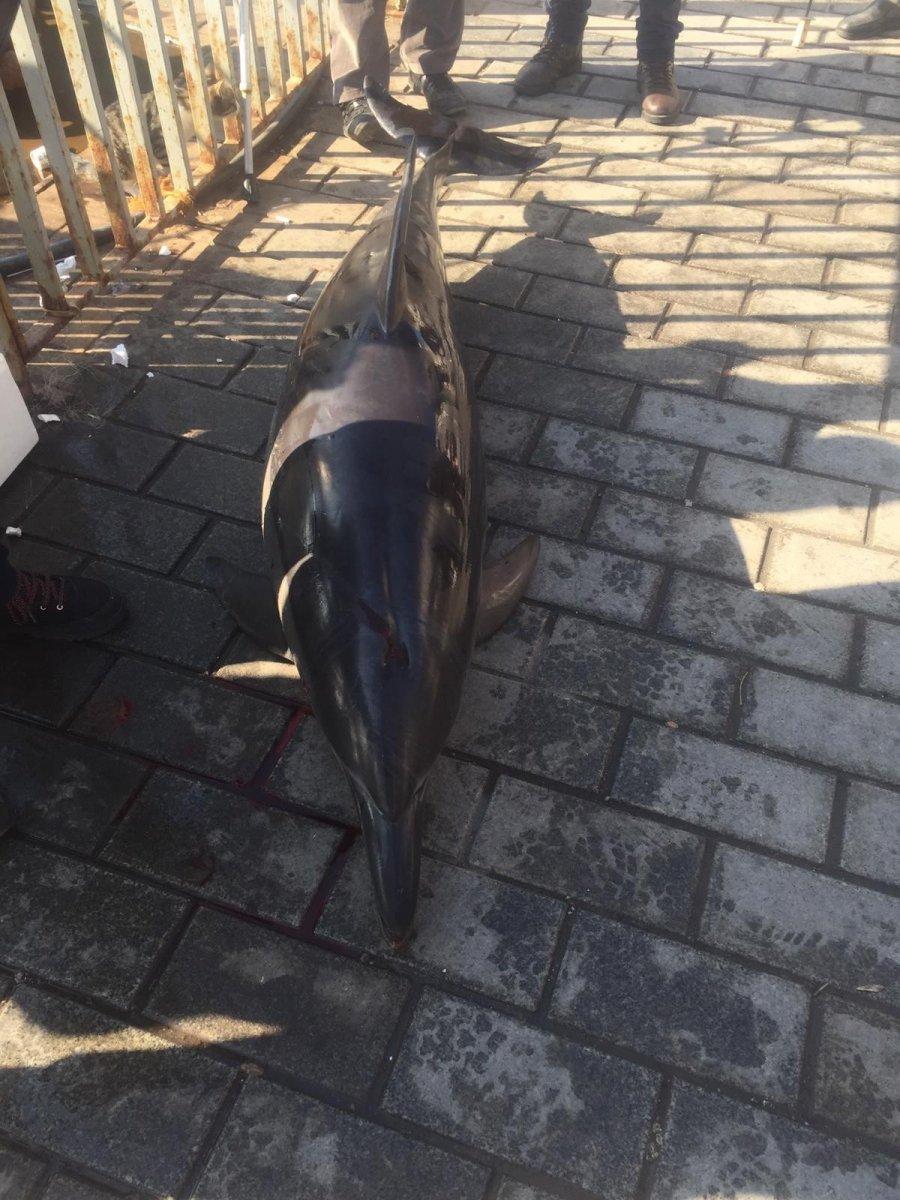 İstanbul'da ölü yunus karaya vurdu