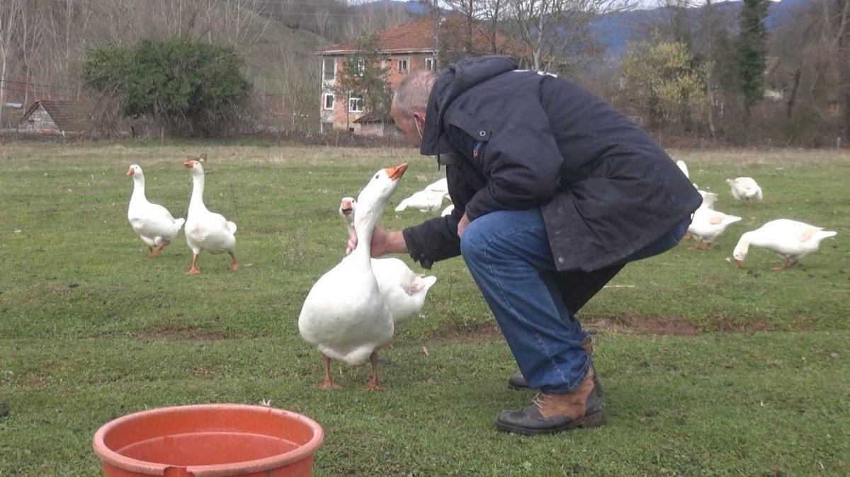Bartın'daki girişimci, bütün gününü kazlarıyla konuşarak geçiriyor