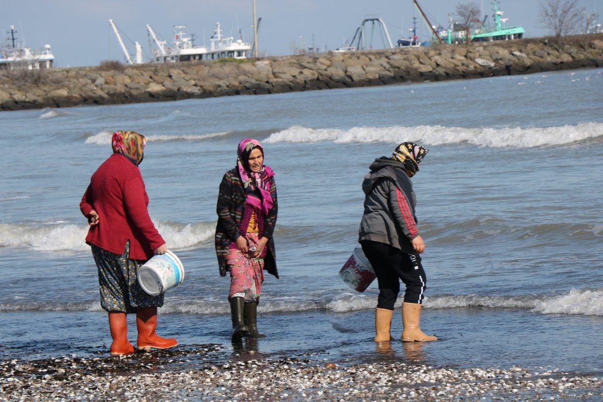 Samsun'da kıyıya vuran salyangozlar ekmek kapısı oldu