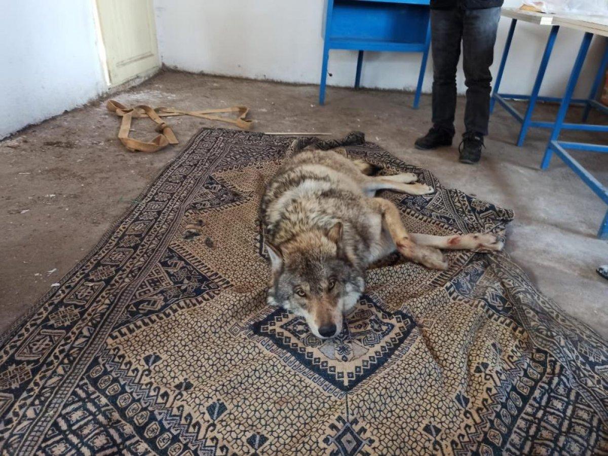Ardahan'da yaralı kurt donmaktan kurtarıldı