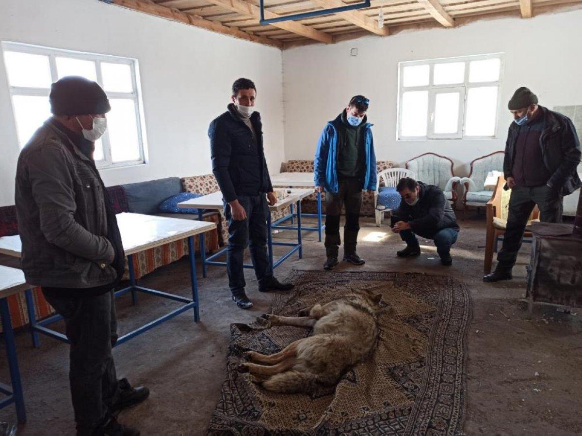 Ardahan'da yaralı kurt donmaktan kurtarıldı