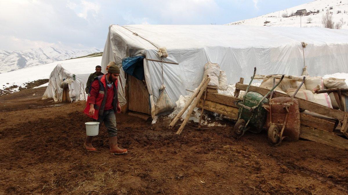 Muş'ta anneleri telef olan kuzular biberonla besleniyor
