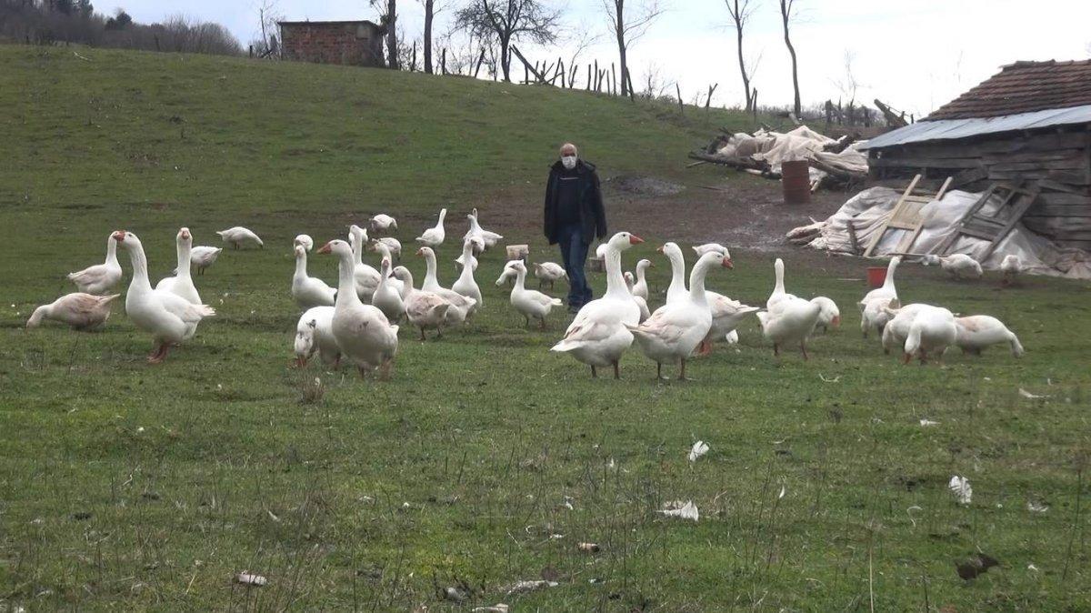 Bartın'daki girişimci, bütün gününü kazlarıyla konuşarak geçiriyor