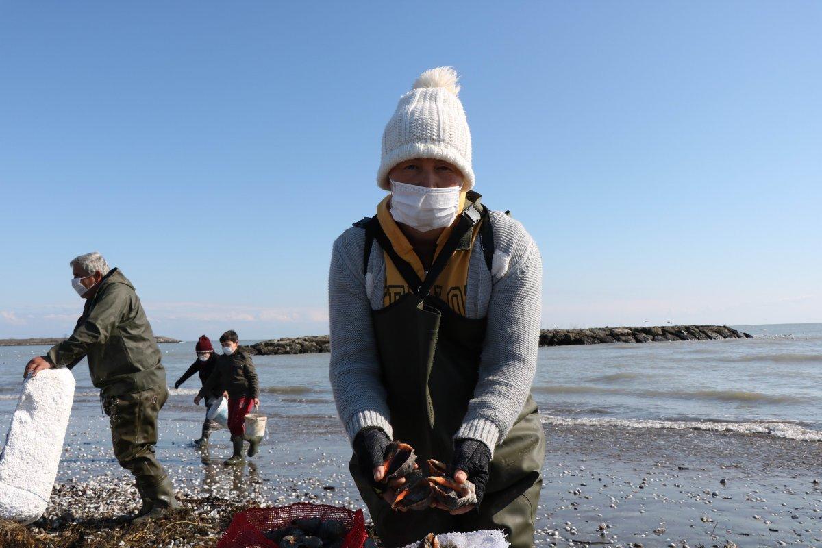 Samsun'da kıyıya vuran salyangozlar ekmek kapısı oldu