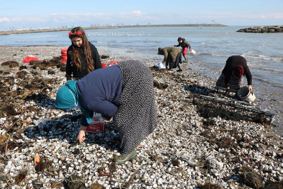 Samsun'da kıyıya vuran salyangozlar ekmek kapısı oldu