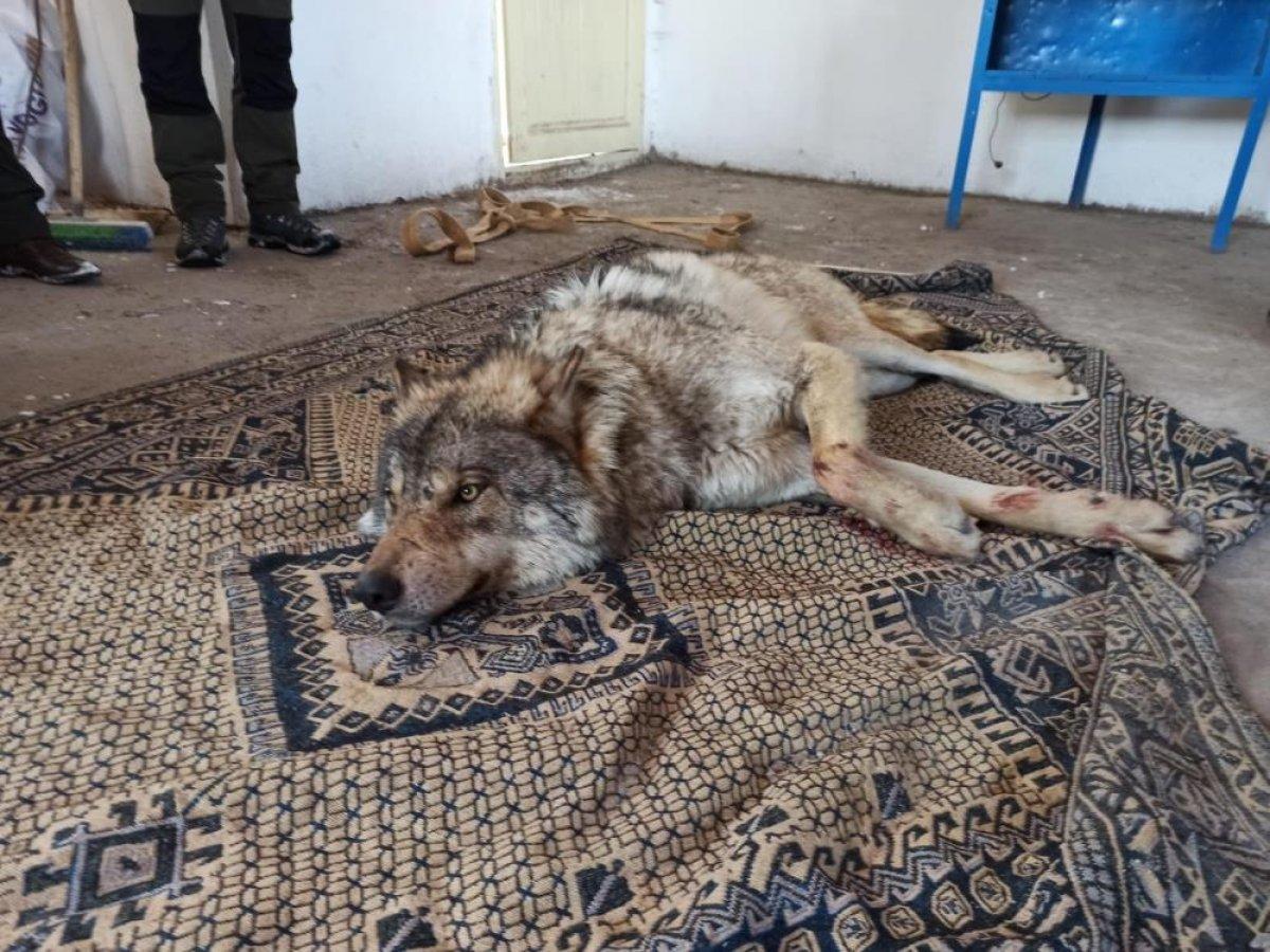 Ardahan'da yaralı kurt donmaktan kurtarıldı